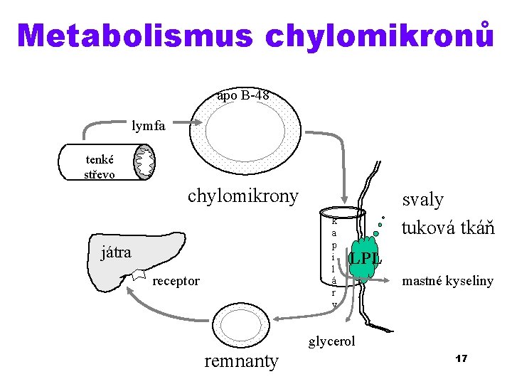 Metabolismus chylomikronů apo B-48 lymfa tenké střevo chylomikrony k a p i l á