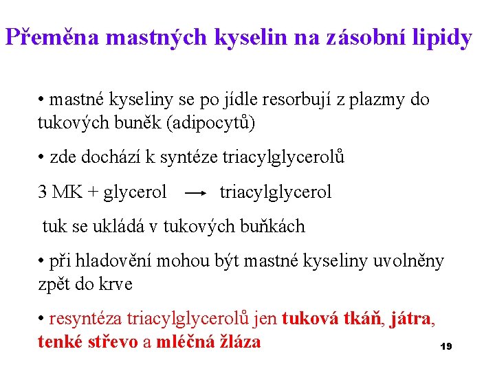 Přeměna mastných kyselin na zásobní lipidy • mastné kyseliny se po jídle resorbují z