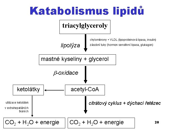 Katabolismus lipidů triacylglyceroly chylomikrony + VLDL (lipoproteinová lipasa, insulin) lipolýza zásobní tuky (hormon sensitivní