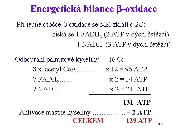 Energetická bilance -oxidace Při jedné otočce -oxidace se MK zkrátí o 2 C: získá