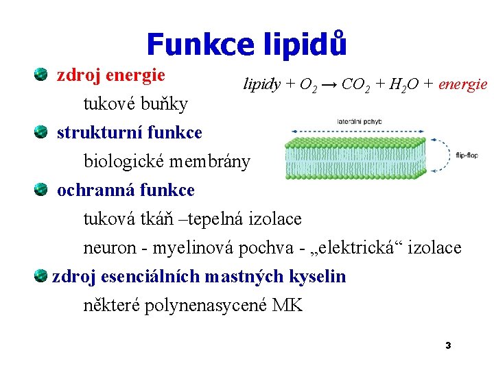 Funkce lipidů zdroj energie tukové buňky lipidy + O 2 → CO 2 +