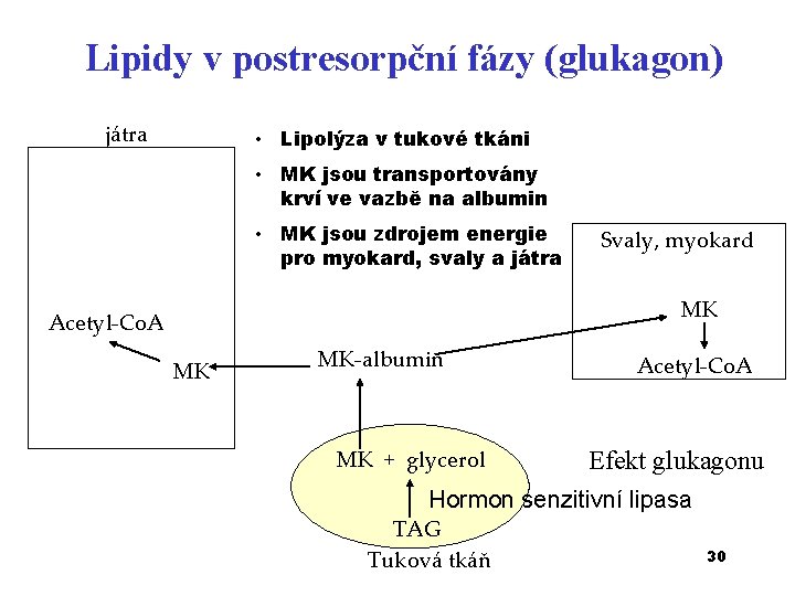 Lipidy v postresorpční fázy (glukagon) játra • Lipolýza v tukové tkáni • MK jsou