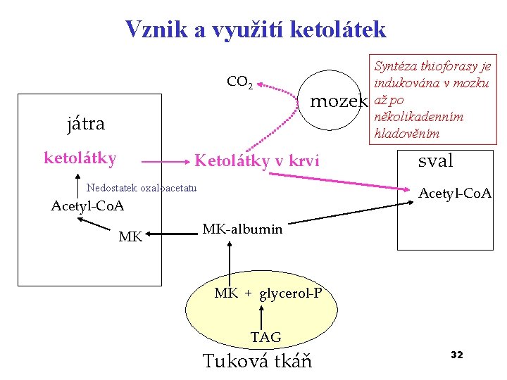 Vznik a využití ketolátek CO 2 játra ketolátky mozek Ketolátky v krvi Nedostatek oxaloacetatu