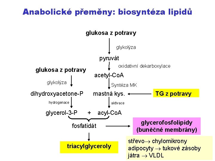 Anabolické přeměny: biosyntéza lipidů glukosa z potravy glykolýza pyruvát oxidativní dekarboxylace glukosa z potravy