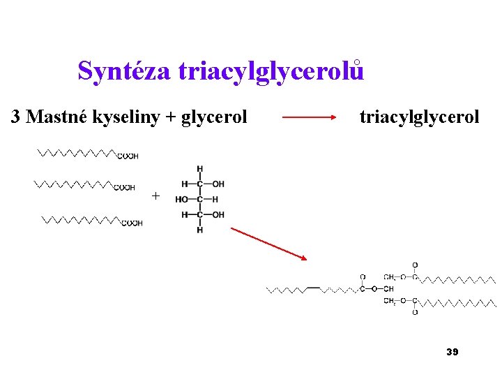 Syntéza triacylglycerolů 3 Mastné kyseliny + glycerol triacylglycerol + 39 