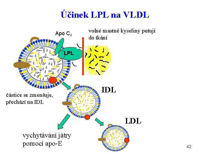 Účinek LPL na VLDL Apo CII volné mastné kyseliny putují do tkání LPL částice