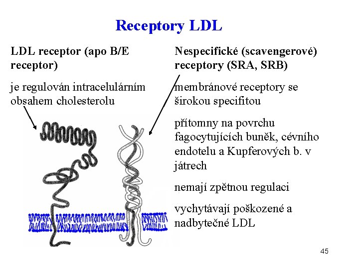 Receptory LDL receptor (apo B/E receptor) Nespecifické (scavengerové) receptory (SRA, SRB) je regulován intracelulárním