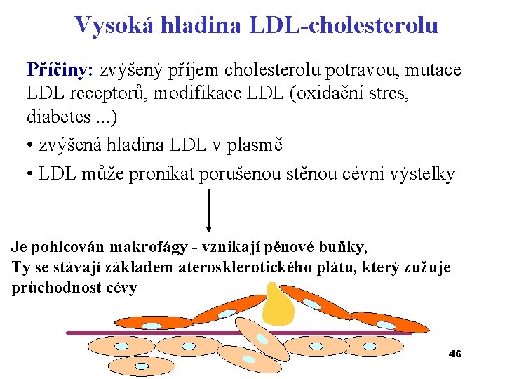 Vysoká hladina LDL-cholesterolu Příčiny: zvýšený příjem cholesterolu potravou, mutace LDL receptorů, modifikace LDL (oxidační