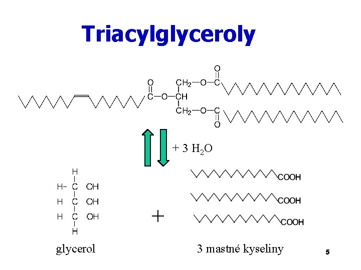 Triacylglyceroly + 3 H 2 O + glycerol 3 mastné kyseliny 5 