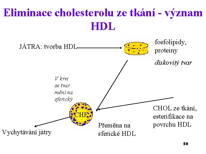 Eliminace cholesterolu ze tkání - význam HDL fosfolipidy, proteiny JÁTRA: tvorba HDL diskovitý tvar