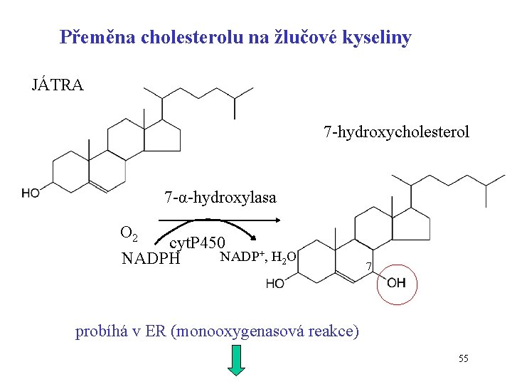 Přeměna cholesterolu na žlučové kyseliny JÁTRA 7 -hydroxycholesterol 7 -α-hydroxylasa O 2 cyt. P