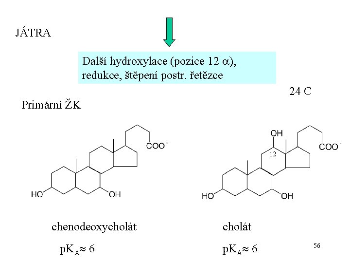 JÁTRA Další hydroxylace (pozice 12 ), redukce, štěpení postr. řetězce 24 C Primární ŽK