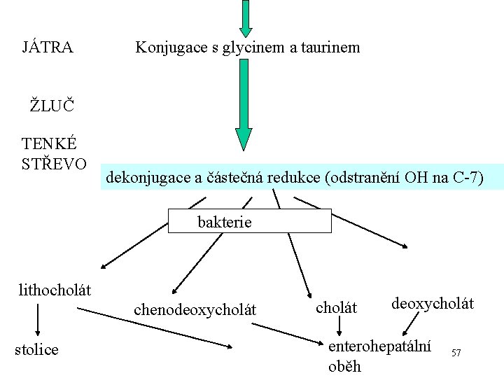 JÁTRA Konjugace s glycinem a taurinem ŽLUČ TENKÉ STŘEVO dekonjugace a částečná redukce (odstranění