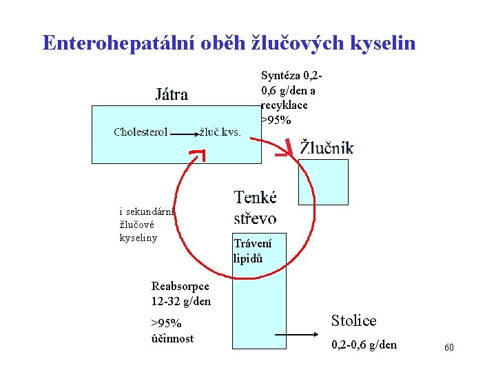 Enterohepatální oběh žlučových kyselin Syntéza 0, 20, 6 g/den a recyklace >95% i sekundární