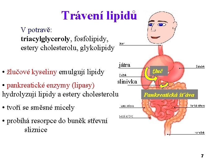 Trávení lipidů V potravě: triacylglyceroly, fosfolipidy, estery cholesterolu, glykolipidy • žlučové kyseliny emulgují lipidy