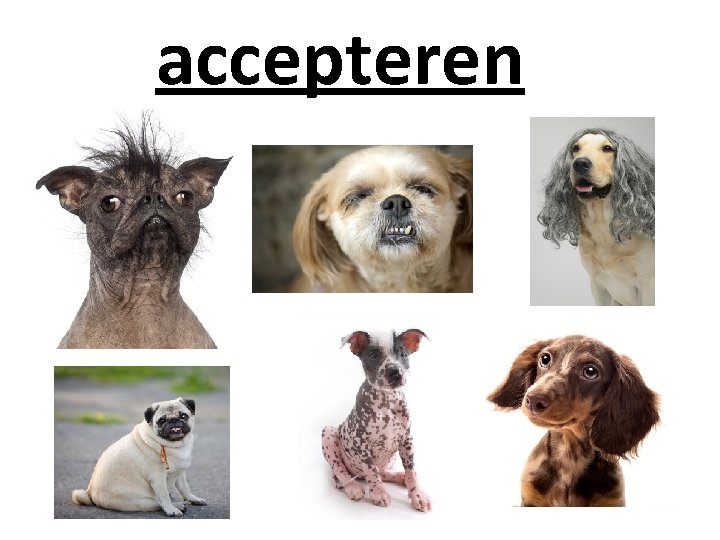 accepteren 