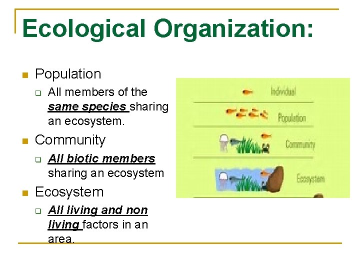 Ecological Organization: n Population q n Community q n All members of the same