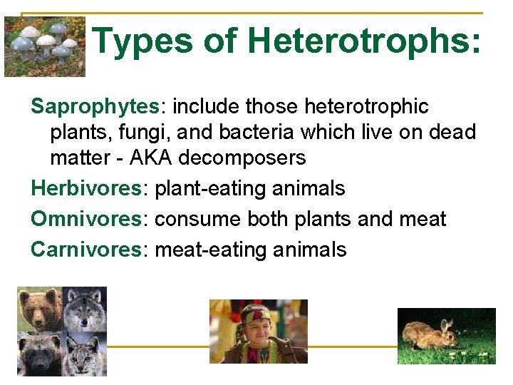 Types of Heterotrophs: Saprophytes: include those heterotrophic plants, fungi, and bacteria which live on