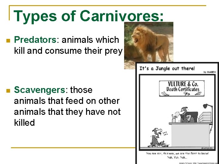 Types of Carnivores: n Predators: animals which kill and consume their prey n Scavengers: