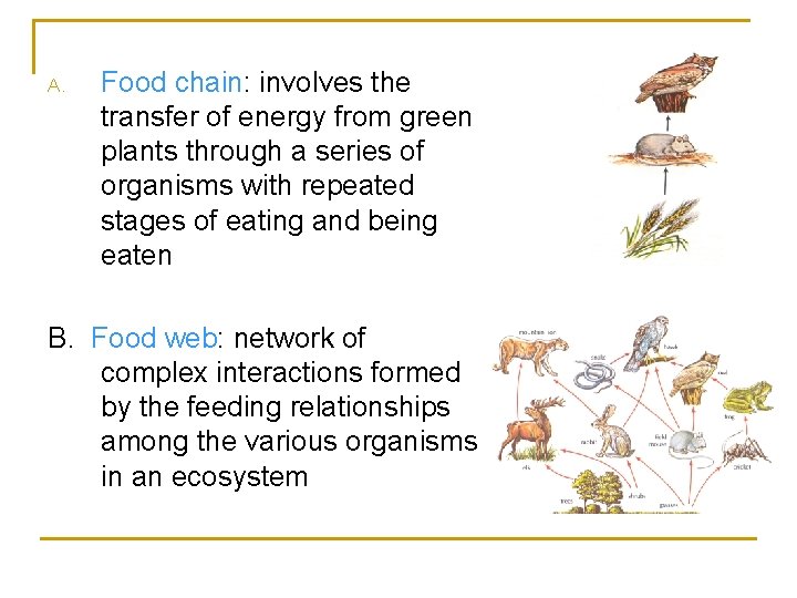 A. Food chain: involves the transfer of energy from green plants through a series