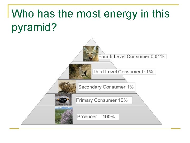 Who has the most energy in this pyramid? 