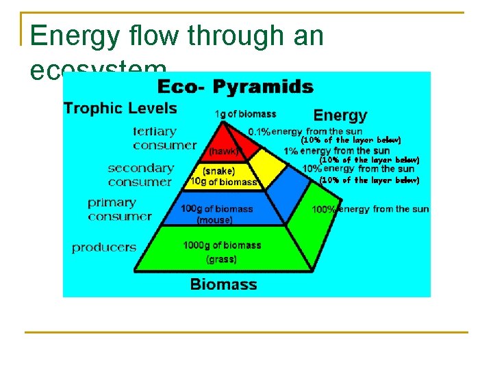 Energy flow through an ecosystem 