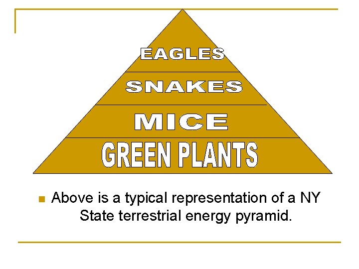 n Above is a typical representation of a NY State terrestrial energy pyramid. 