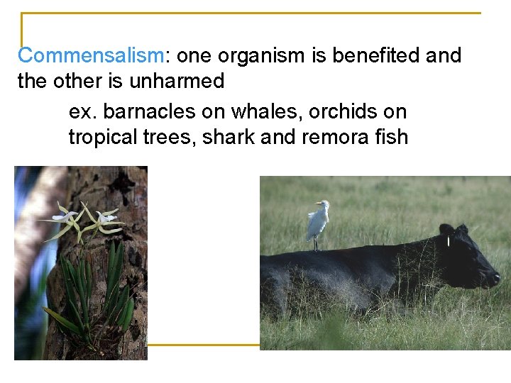 Commensalism: one organism is benefited and the other is unharmed ex. barnacles on whales,