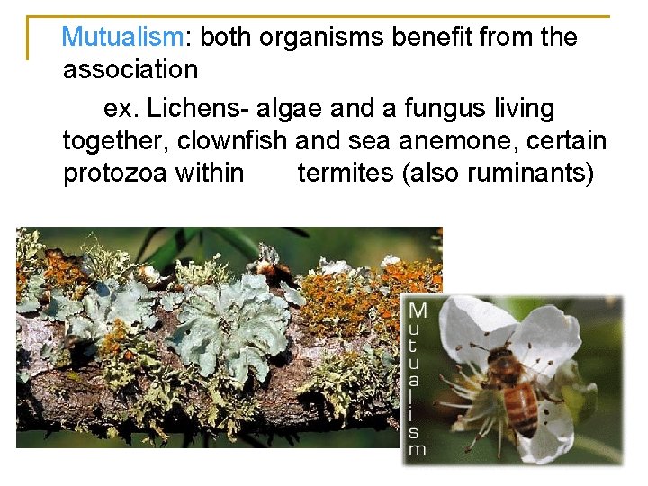 Mutualism: both organisms benefit from the association ex. Lichens- algae and a fungus living