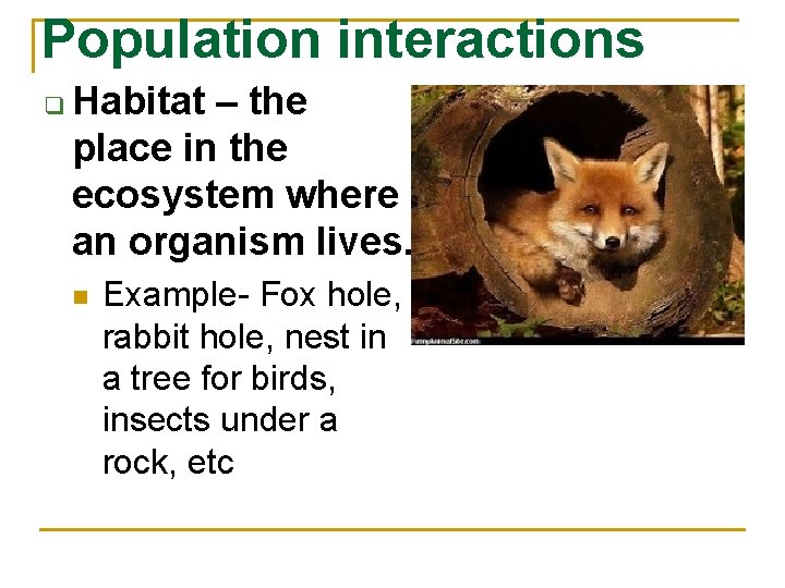 Population interactions q Habitat – the place in the ecosystem where an organism lives.