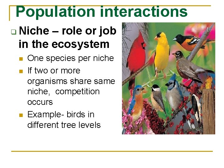 Population interactions q Niche – role or job in the ecosystem n n n