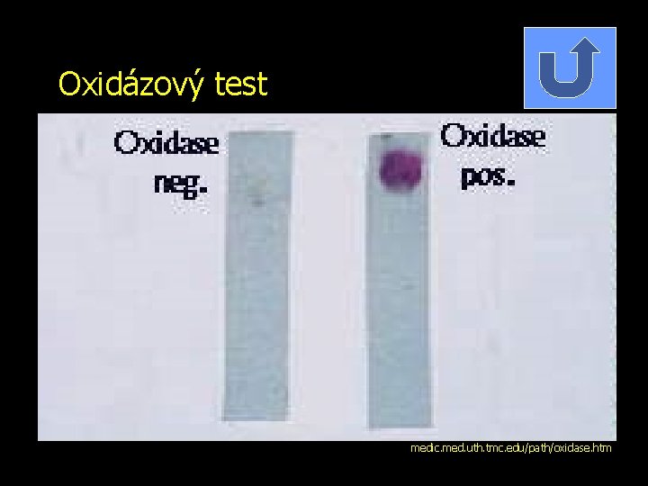 Oxidázový test medic. med. uth. tmc. edu/path/oxidase. htm 