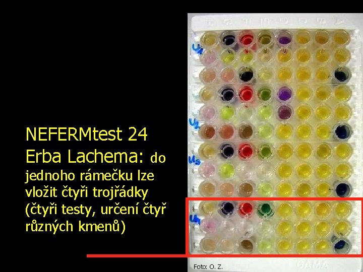 NEFERMtest 24 Erba Lachema: do jednoho rámečku lze vložit čtyři trojřádky (čtyři testy, určení