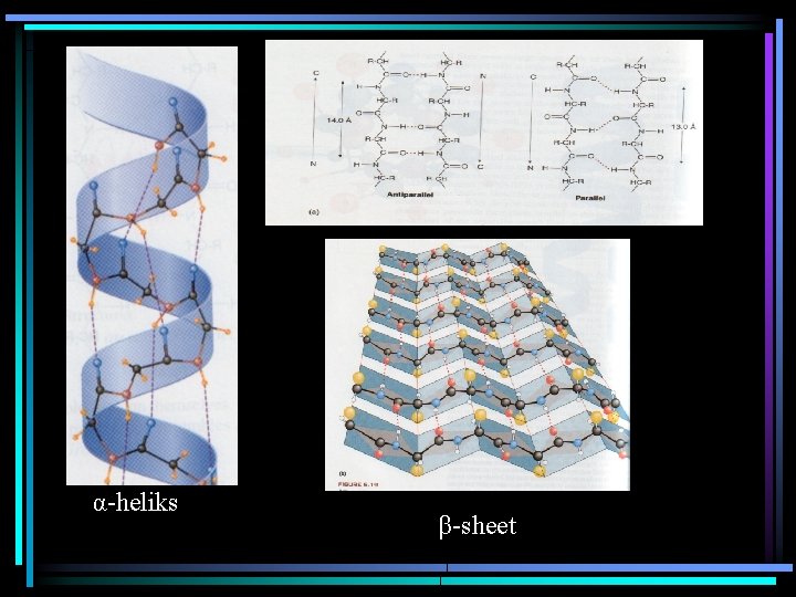 α-heliks β-sheet 