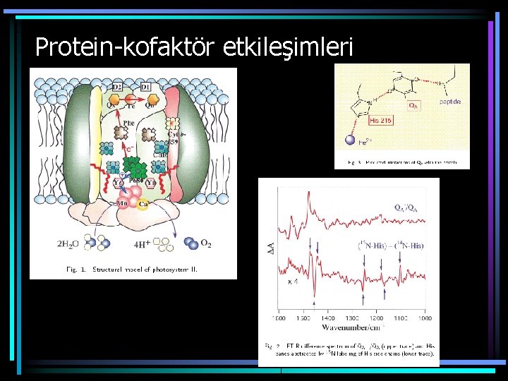 Protein-kofaktör etkileşimleri 