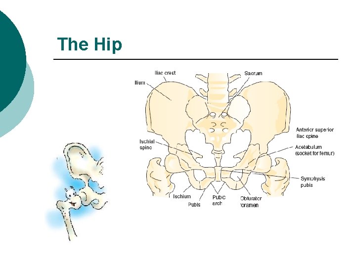 The Hip 