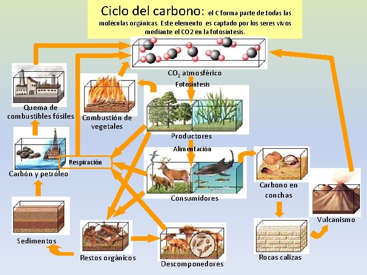 Ciclo del carbono: el C forma parte de todas las moléculas orgánicas. Este elemento