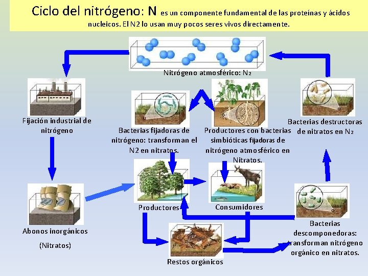 Ciclo del nitrógeno: N es un componente fundamental de las proteínas y ácidos nucleicos.