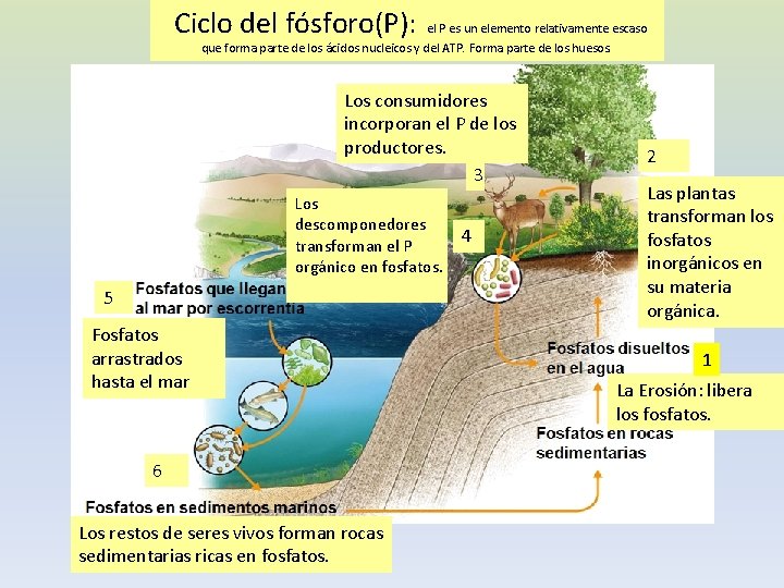 Ciclo del fósforo(P): el P es un elemento relativamente escaso que forma parte de