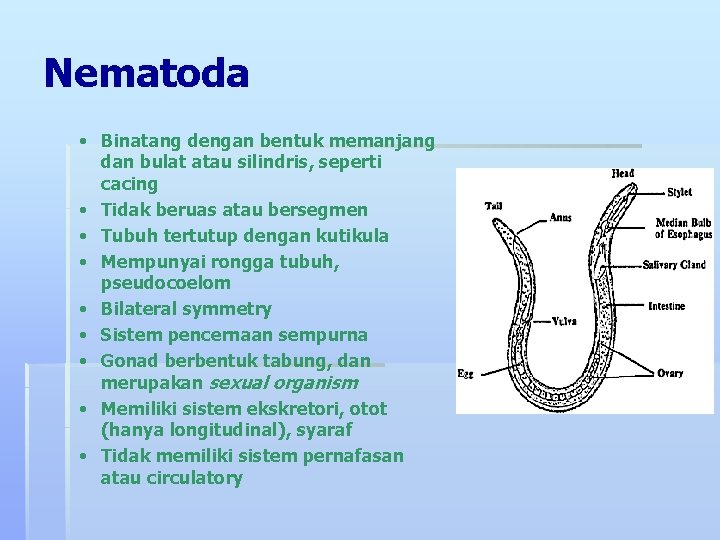 Nematoda • Binatang dengan bentuk memanjang dan bulat atau silindris, seperti cacing • Tidak