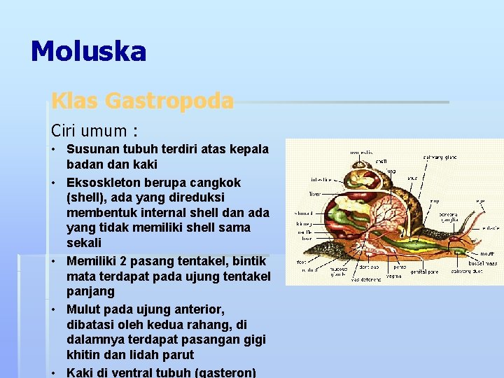 Moluska Klas Gastropoda Ciri umum : • Susunan tubuh terdiri atas kepala badan kaki