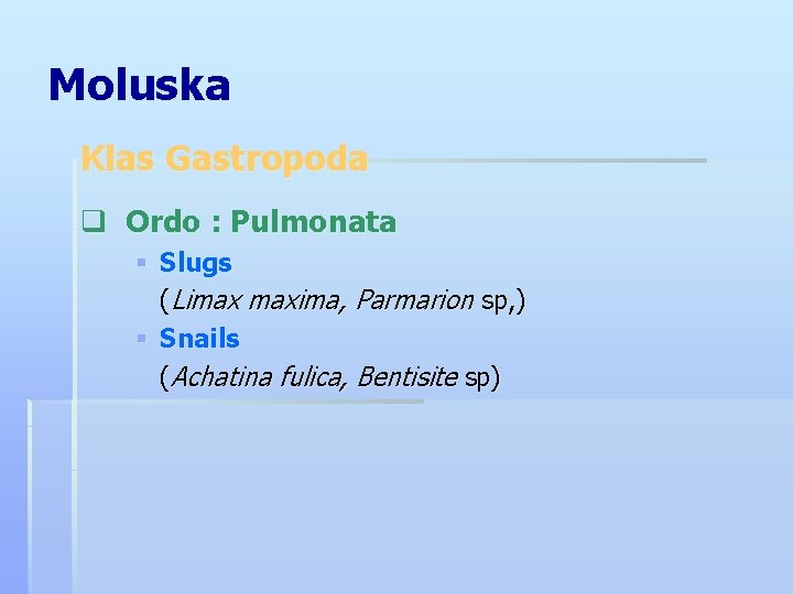 Moluska Klas Gastropoda q Ordo : Pulmonata Slugs (Limax maxima, Parmarion sp, ) Snails