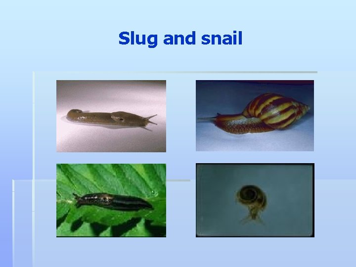 Slug and snail 