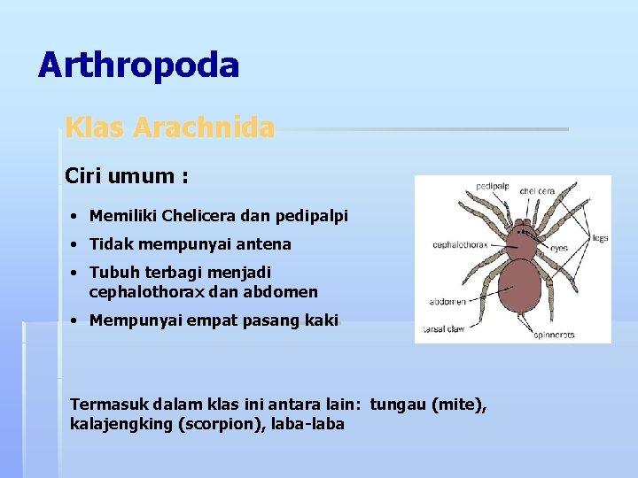 Arthropoda Klas Arachnida Ciri umum : • Memiliki Chelicera dan pedipalpi • Tidak mempunyai