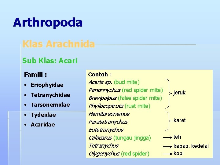 Arthropoda Klas Arachnida Sub Klas: Acari Famili : • Eriophyidae • Tetranychidae • Tarsonemidae