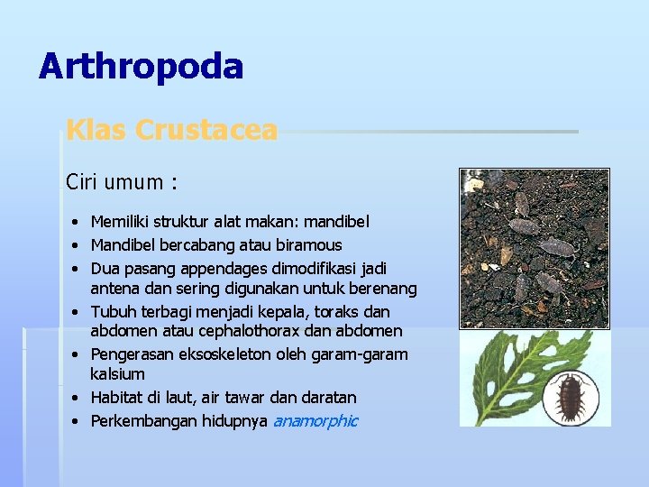 Arthropoda Klas Crustacea Ciri umum : • Memiliki struktur alat makan: mandibel • Mandibel