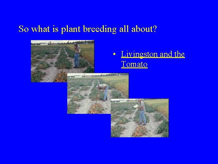 So what is plant breeding all about? • Livingston and the Tomato 