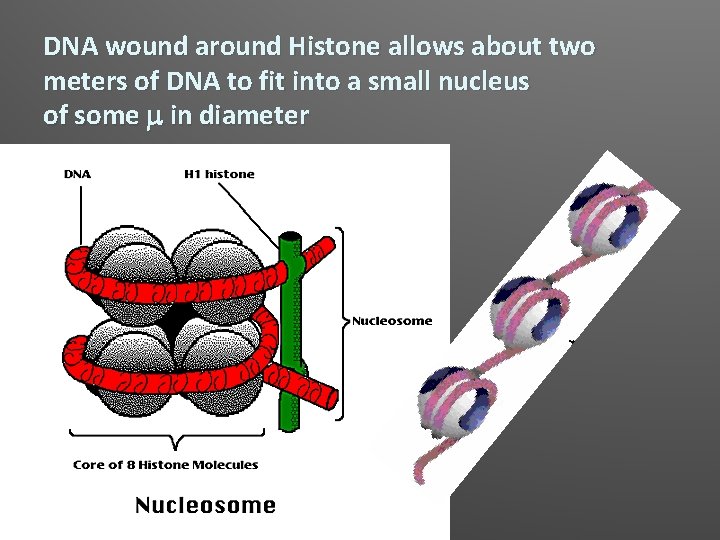 DNA wound around Histone allows about two meters of DNA to fit into a