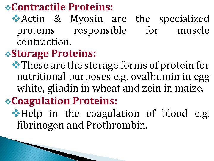v. Contractile Proteins: v. Actin & Myosin are the specialized proteins responsible for muscle