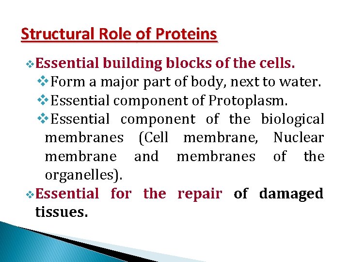 Structural Role of Proteins v. Essential building blocks of the cells. v. Form a Structural Role of Proteins v. Essential building blocks of the cells. v. Form a